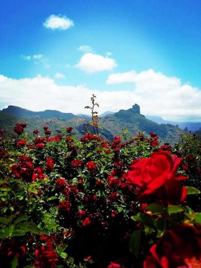 Гостевой дом El Rincon Del Nublo Крус-де-Техеда Экстерьер фото